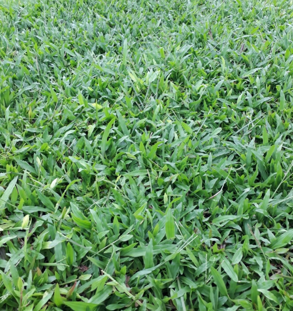 Cỏ Công Trình TB-02