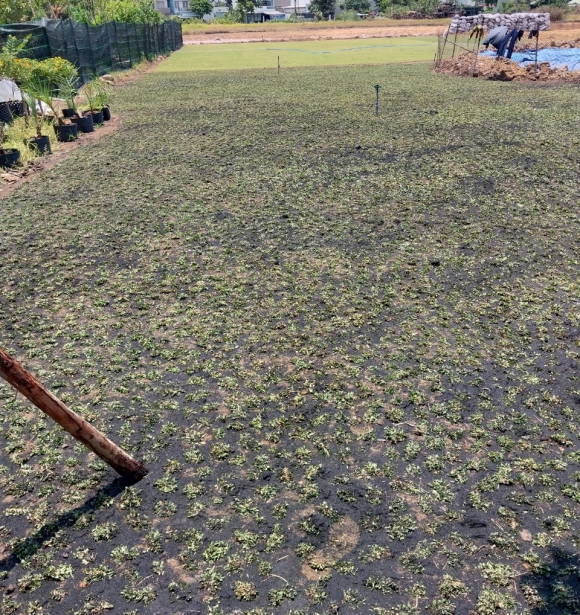 Cỏ Công Trình Mới TB - 0S11