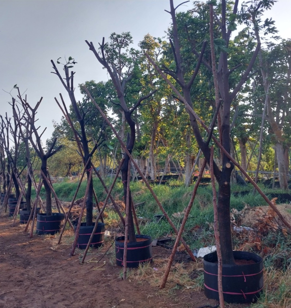 Cây Công Trình - Cuộn Bầu Ươm