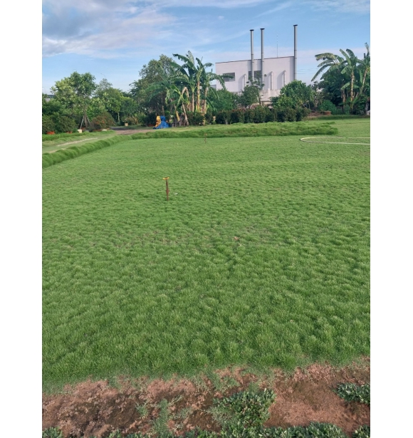 Cỏ Nhung Nhật TB-2S