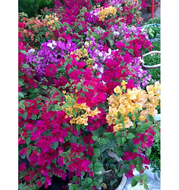 Cây Hoa Giấy Ngũ Sắc