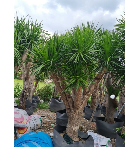 Cây Phát Tài Núi