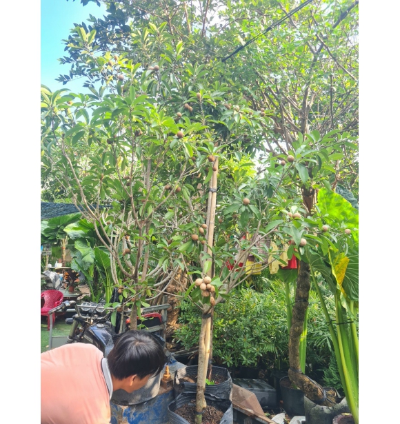 Cây Hồng Xiêm ( Sapo) 