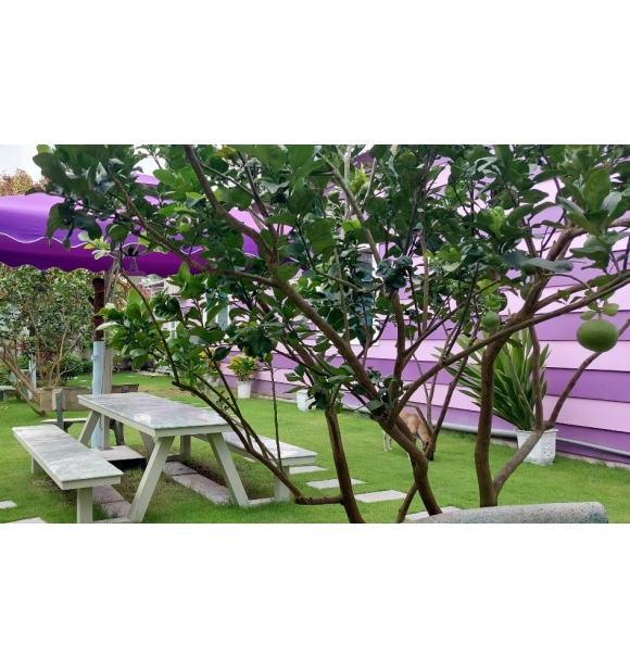 Cây Bưởi Công Trình