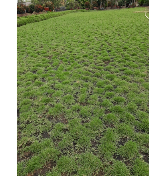 Cỏ Xanh Công Trình