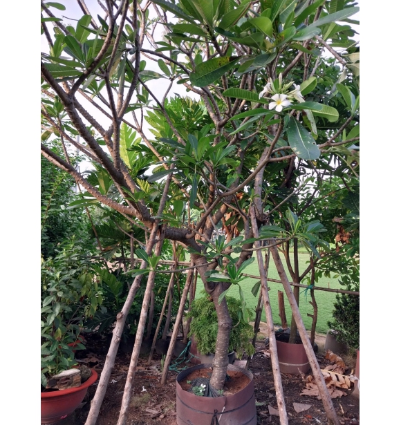 Cây Sứ Đại