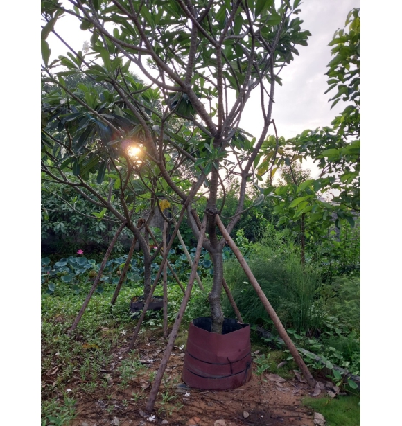 Cây Sứ Đại