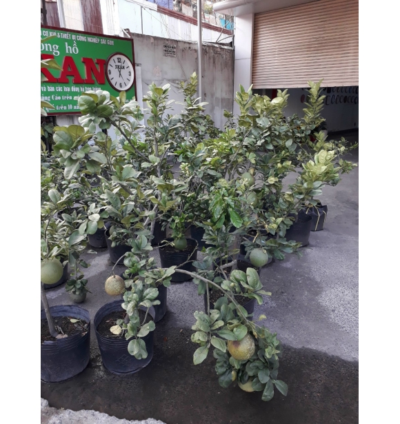 Cây Bưởi