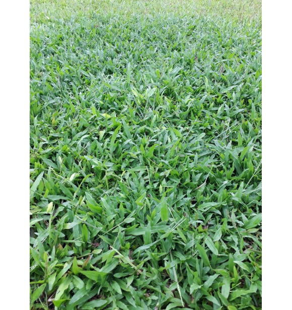 Cỏ Công Trình TB-02