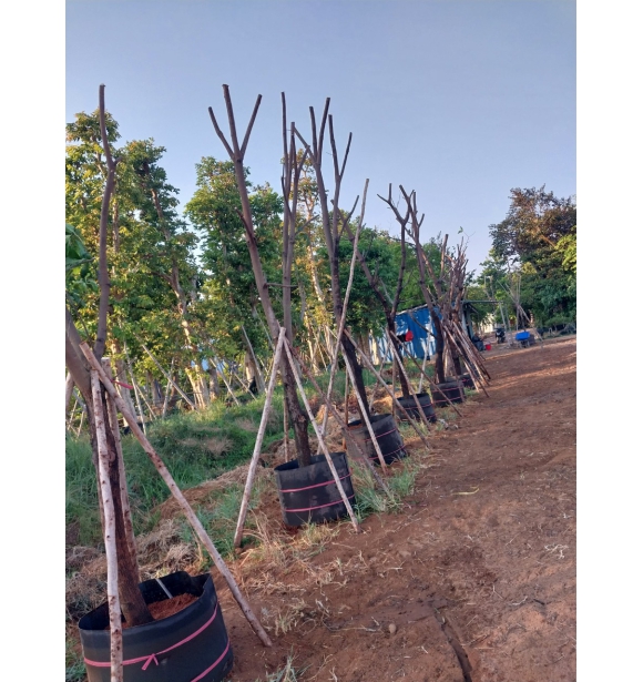 Cây Công Trình - Cuộn Bầu Ươm