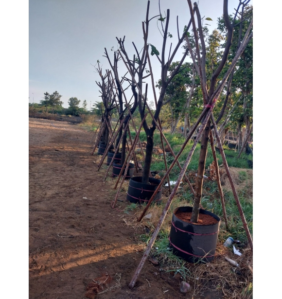 Cây Công Trình - Cuộn Bầu Ươm