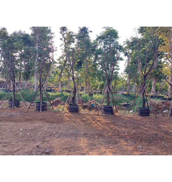 Cây Công Trình - Cuộn Bầu Ươm